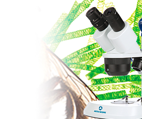 Stereo Microscopes